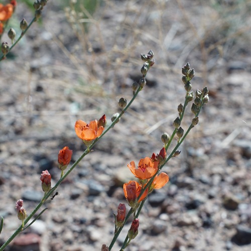 Image of Sphaeralcea leptophylla by (c) Andrew Tree, some rights reserved (CC BY)