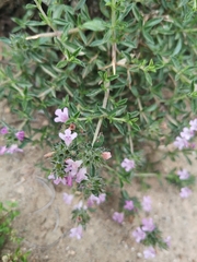 Satureja thymbra