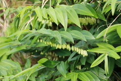 Polygonatum arisanense