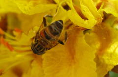Eristalina