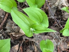 Maianthemum bifolium