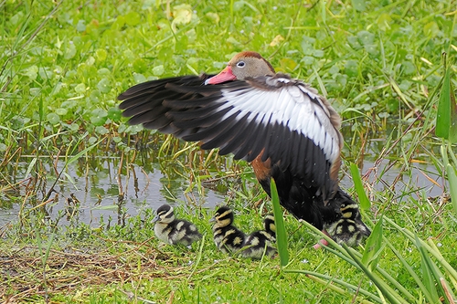 Black-bellied Whistling-Duck, photo 5 of 9