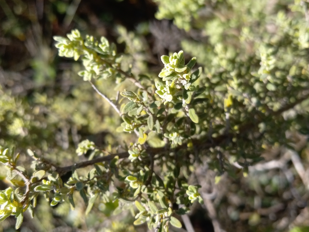 Clinopodium ekmanianum
