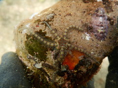 Ophiothrix