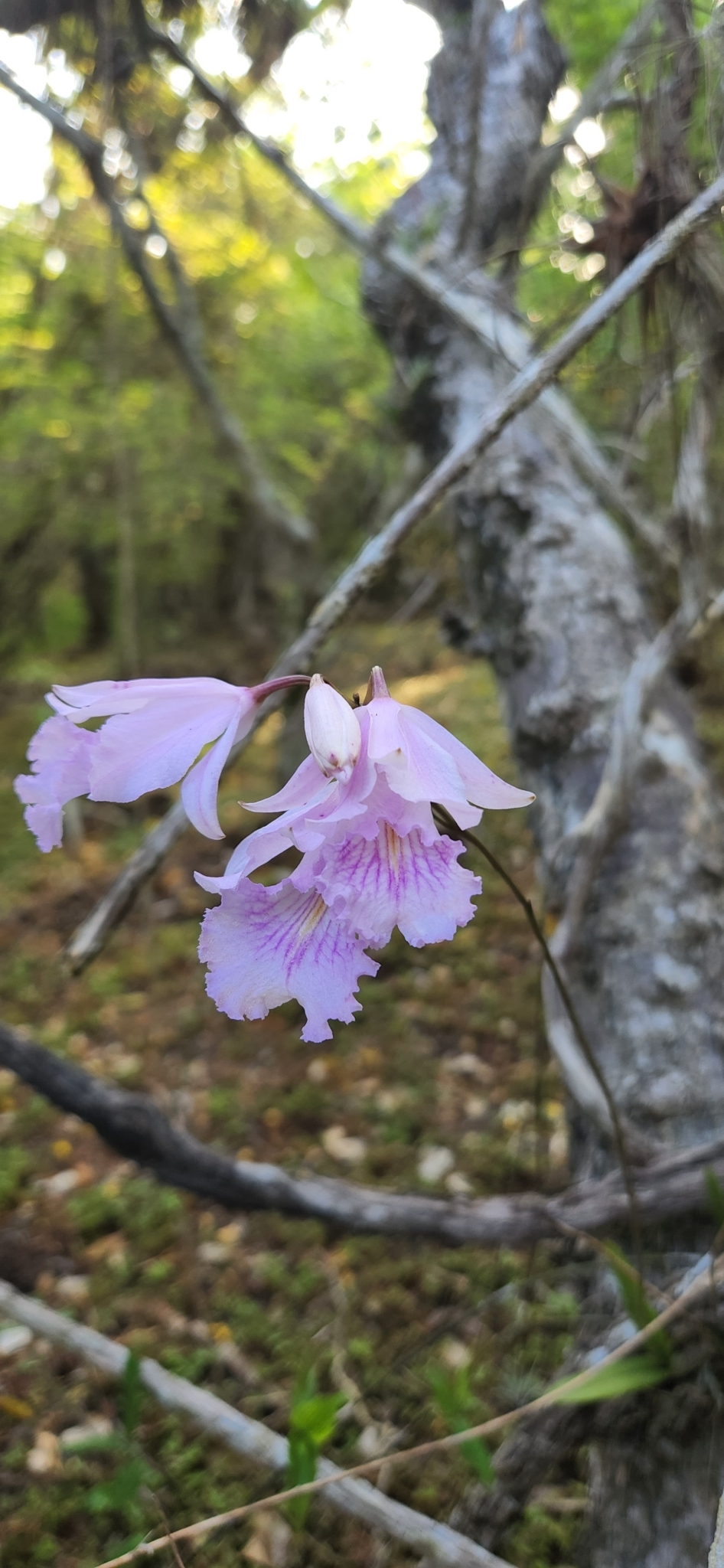 Broughtonia domingensis (Lindl.) Rolfe 2