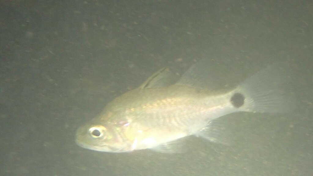 Hump-backed Cardinal-fish