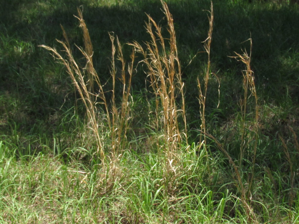 Anatherum virginicum
