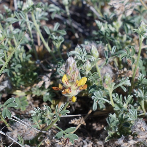 Image of Dalea nana by (c) Andrew Tree, some rights reserved (CC BY)