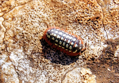 Armadillidium werneri