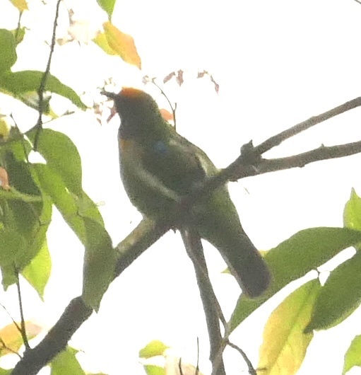 Golden-fronted Leafbird