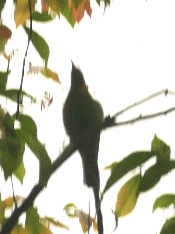 Golden-fronted Leafbird