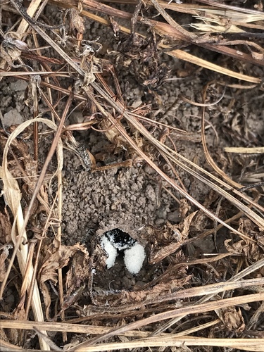 Bindweed Turret Bee photo 4