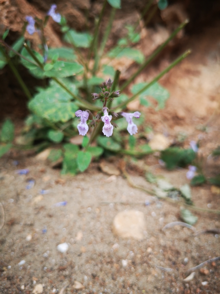 Nepeta melissifolia