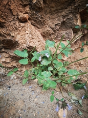 Nepeta melissifolia