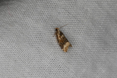 Aeolostoma scutiferana