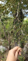 Arcoa gonavensis, photograph author not stated, no rights reserved