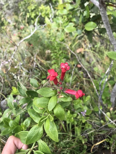 Gambelia speciosa