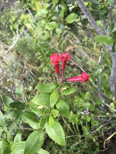 Gambelia speciosa