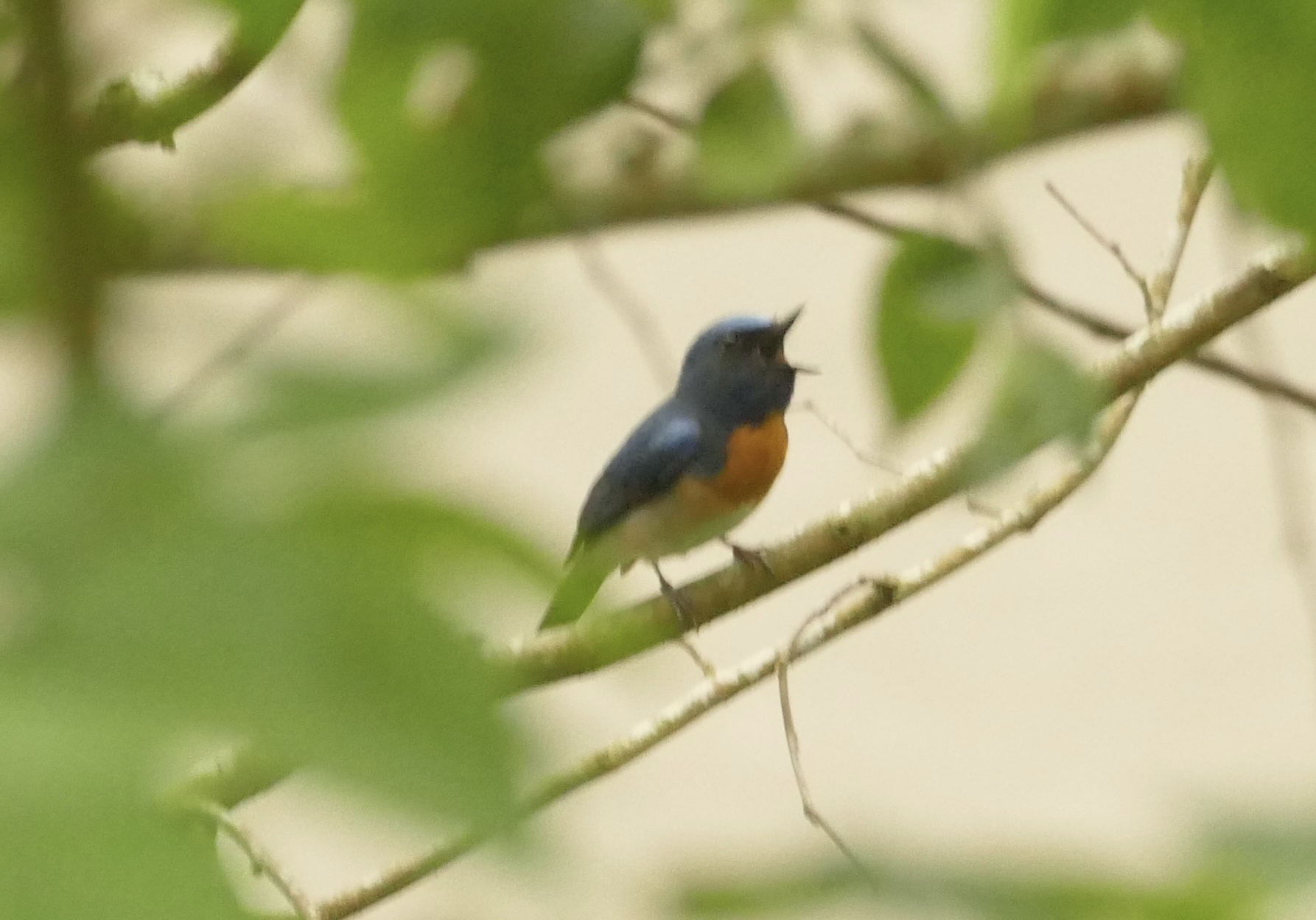 Blue-throated Blue Flycatcher