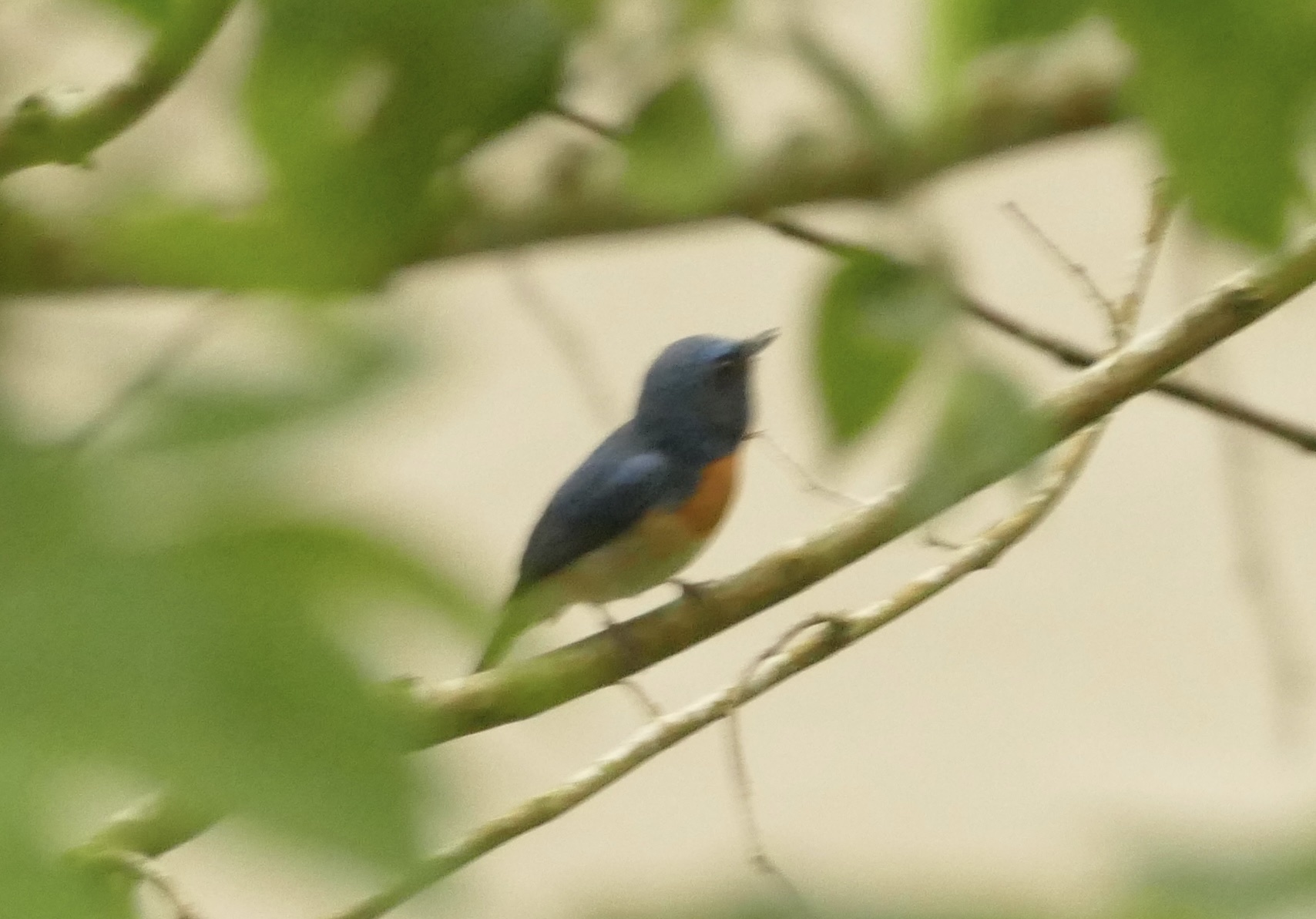 Blue-throated Blue Flycatcher