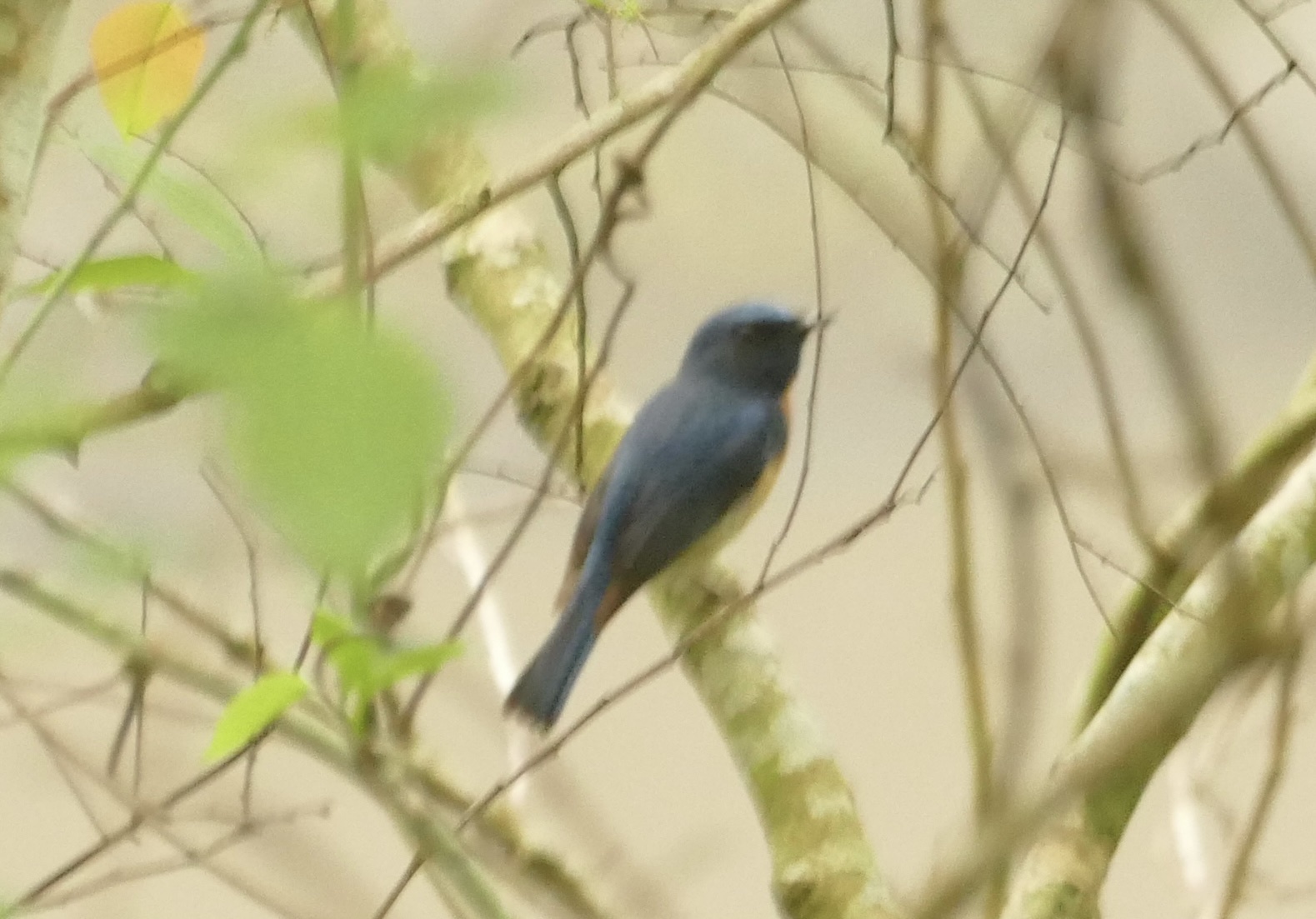 Blue-throated Blue Flycatcher