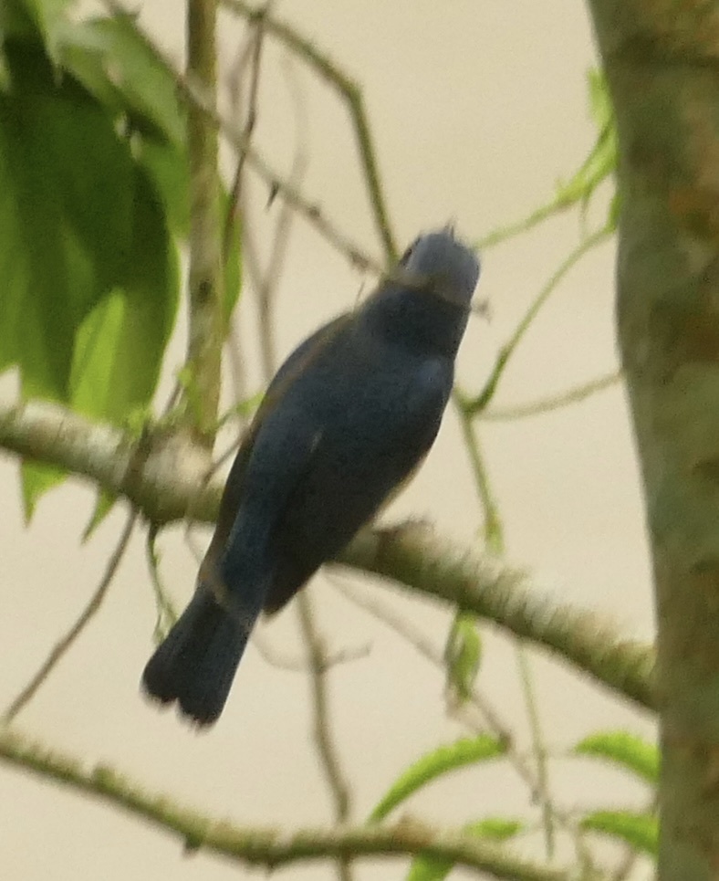 Blue-throated Blue Flycatcher