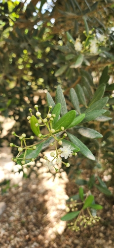 Pimenta haitiensis, photograph 5