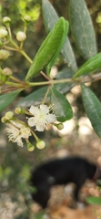 Pimenta haitiensis, photograph author not stated, no rights reserved