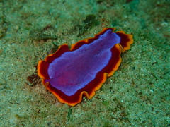 Pseudoceros ferrugineus