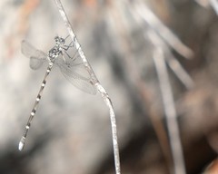 Ecchlorolestes peringueyi
