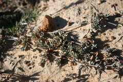 Lampranthus sociorum