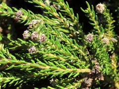 Phylica ericoides ericoides