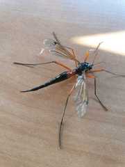 Tanyptera atrata