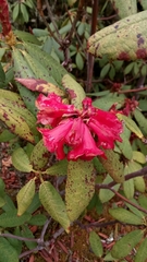 Rhododendron barbatum