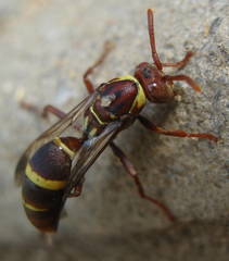 Polistes badius