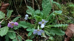 Primula whitei