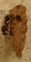Ropalidia capensis
