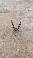 Phoneutria nigriventer