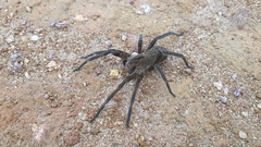 Phoneutria nigriventer