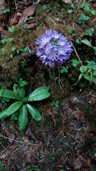 Primula denticulata