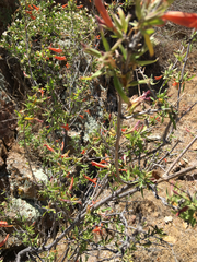 Anisacanthus thurberi