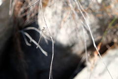 Ecchlorolestes peringueyi