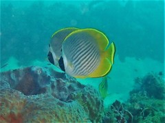 Chaetodon adiergastos