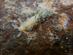 Spurilla braziliana