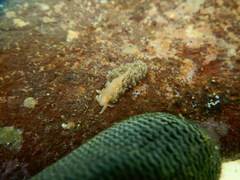 Spurilla braziliana