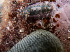 Stenoplax limaciformis image