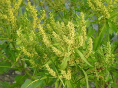 Rumex trisetifer