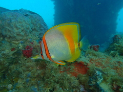 Chelmon marginalis