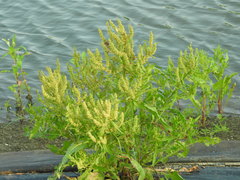 Rumex trisetifer