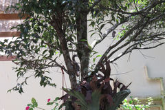 Callosciurus notatus